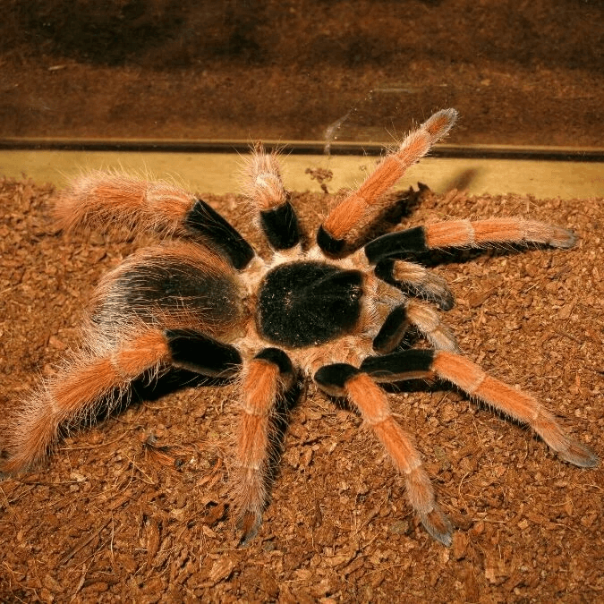 Colombian Giant Tarantula
