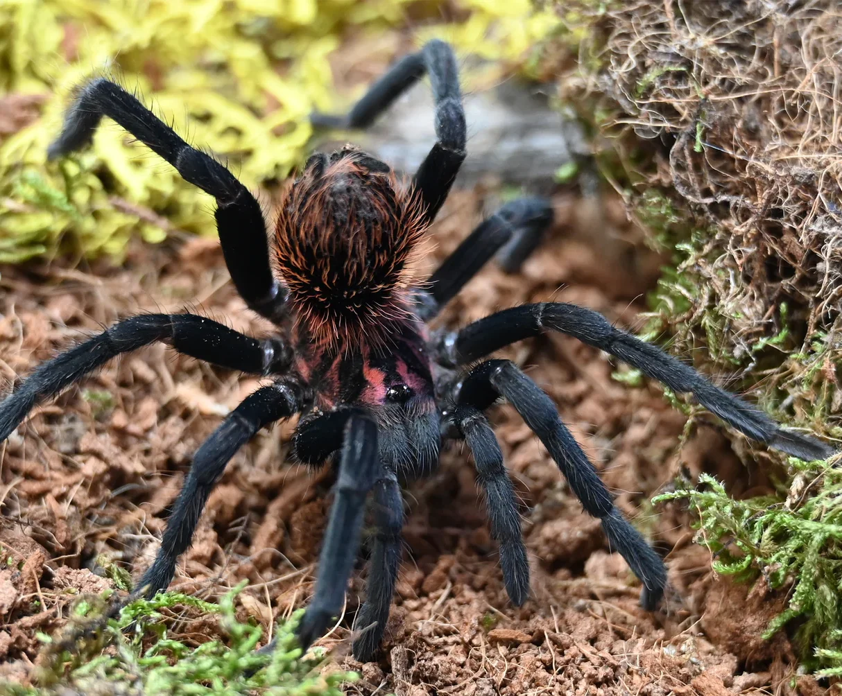 Colombian Lesser Black Tarantula