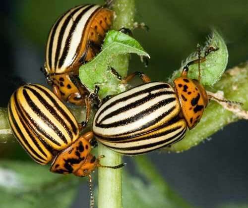 Colorado Potato Beetle