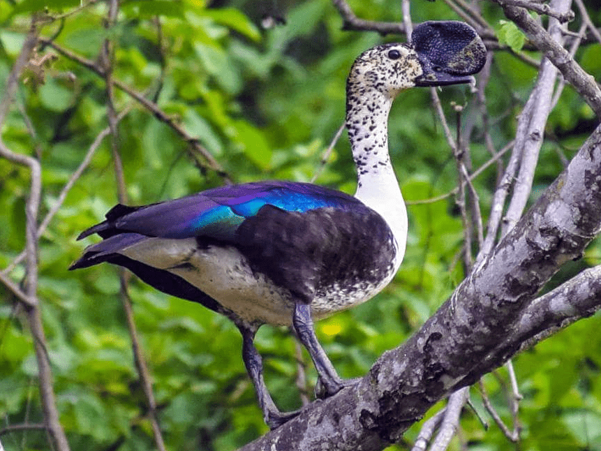 Comb Duck