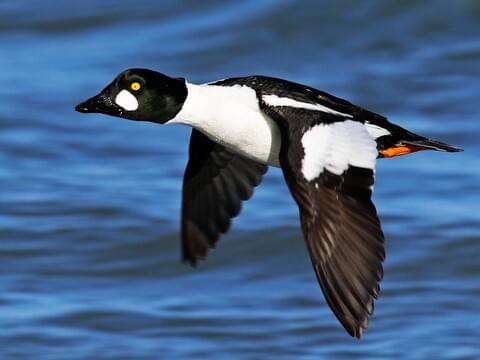 Common Goldeneye Duck