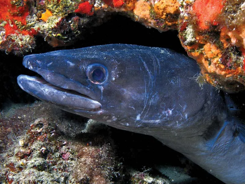 Conger Eel