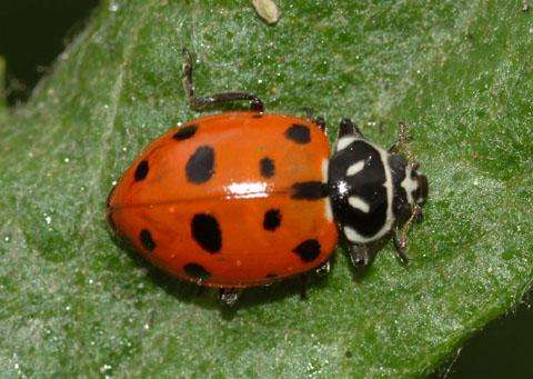 Convergent Lady Beetle