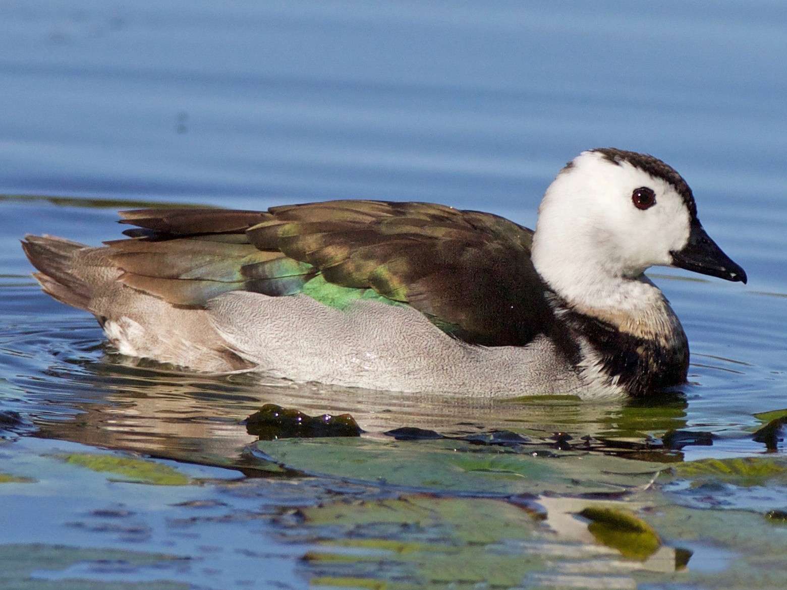 Cotton Pygmy Goose Duck