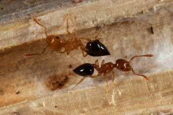 Crematogaster