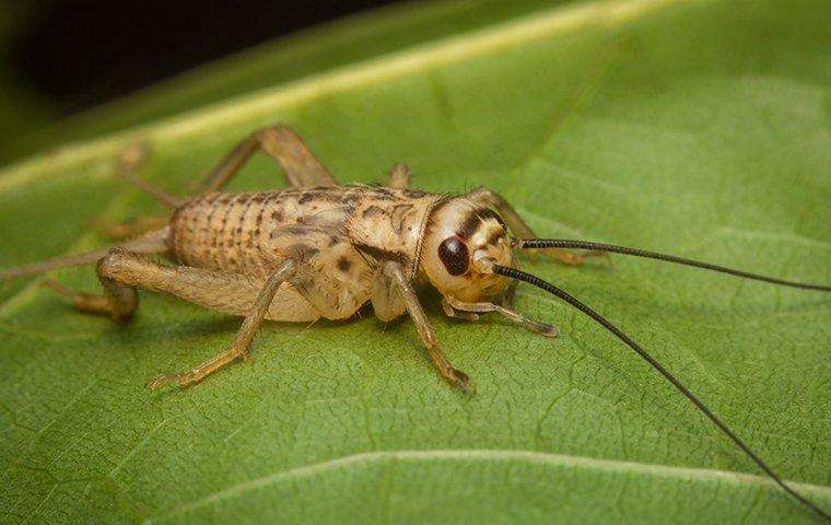 Crickets