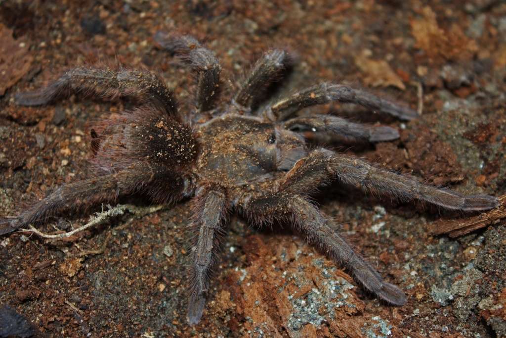 Cuban Bronze Tarantula