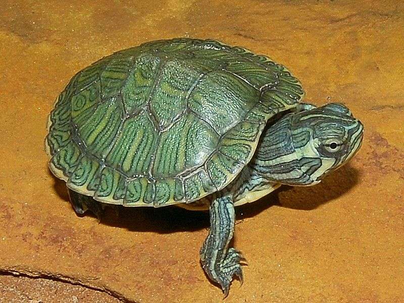 Cumberland Slider Turtle