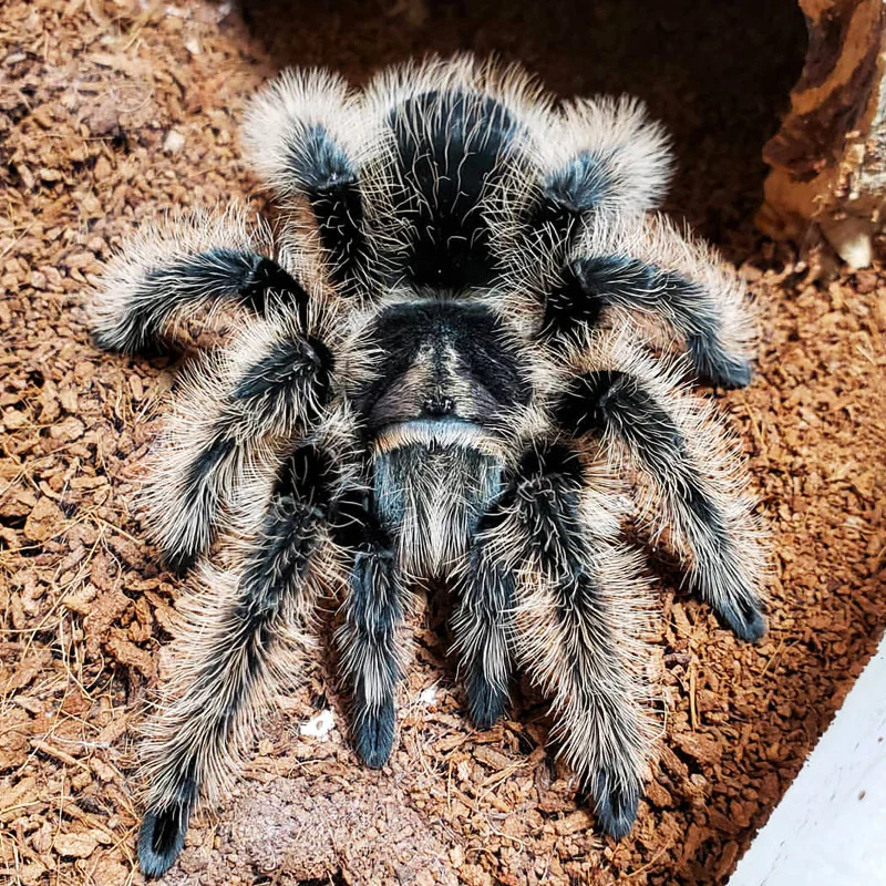 Curly Hair Tarantula