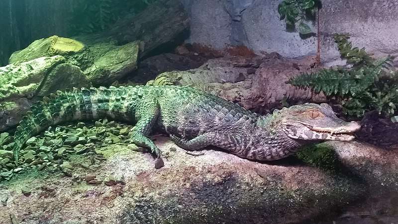 Cuvier's Dwarf Caimans