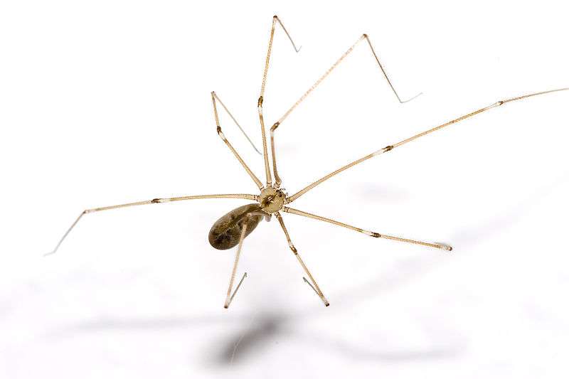 Daddy Long-Legs Spider