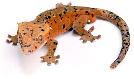 Dalmatian Crested Gecko