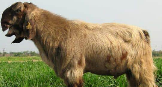 Damascus Goat