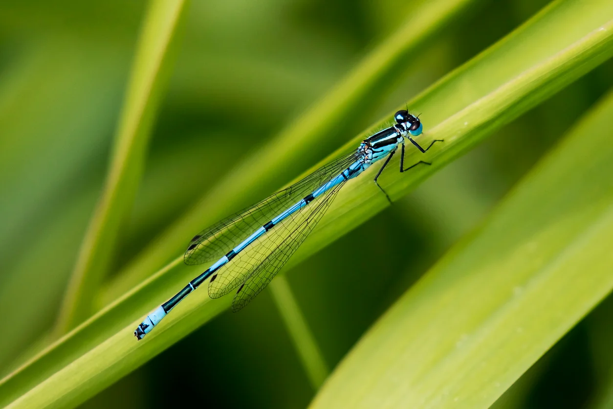 Damselflies