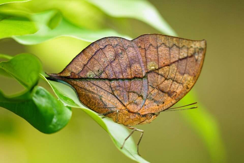 Dead Leaf Butterfly