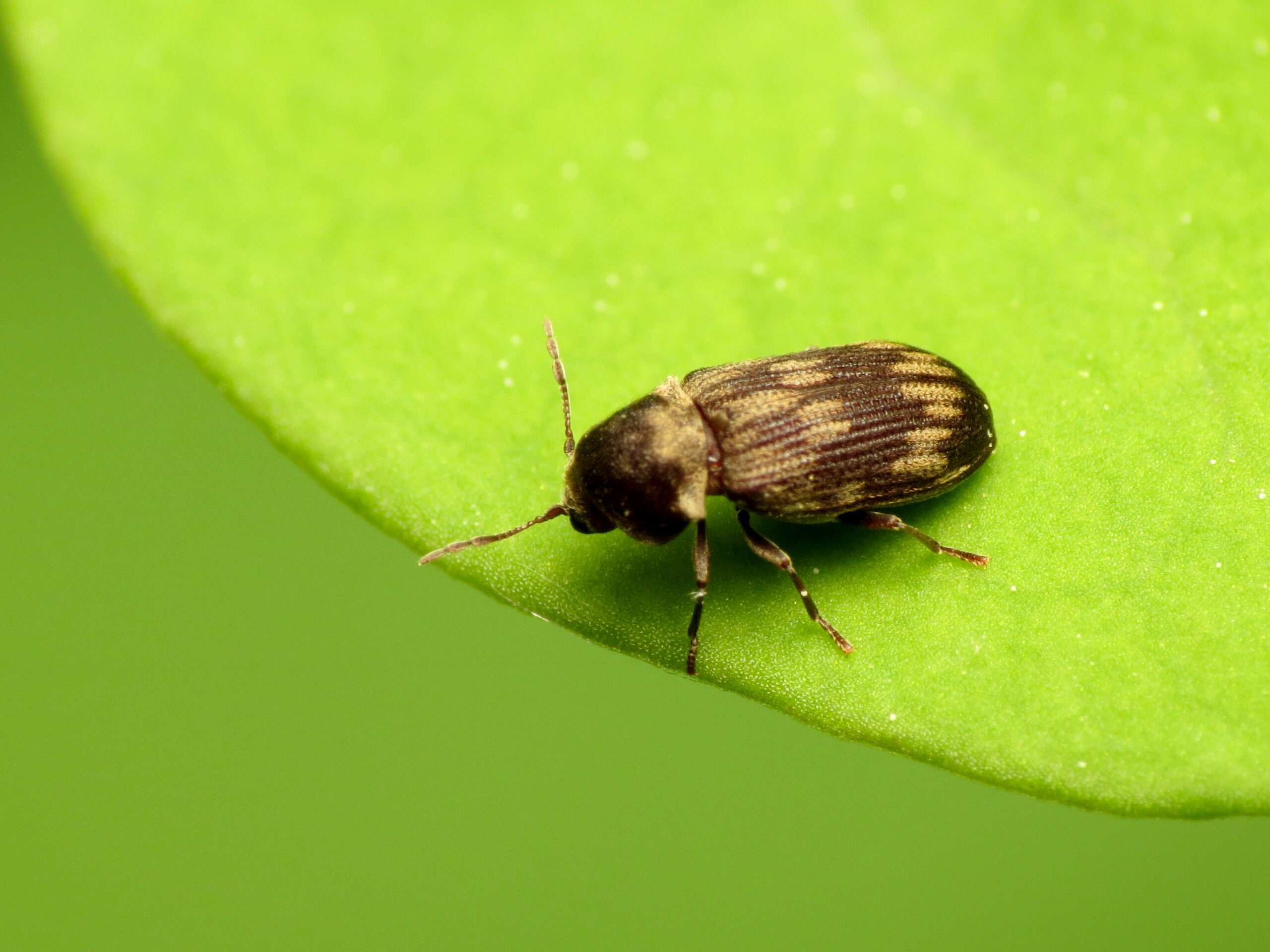 Deathwatch Beetle