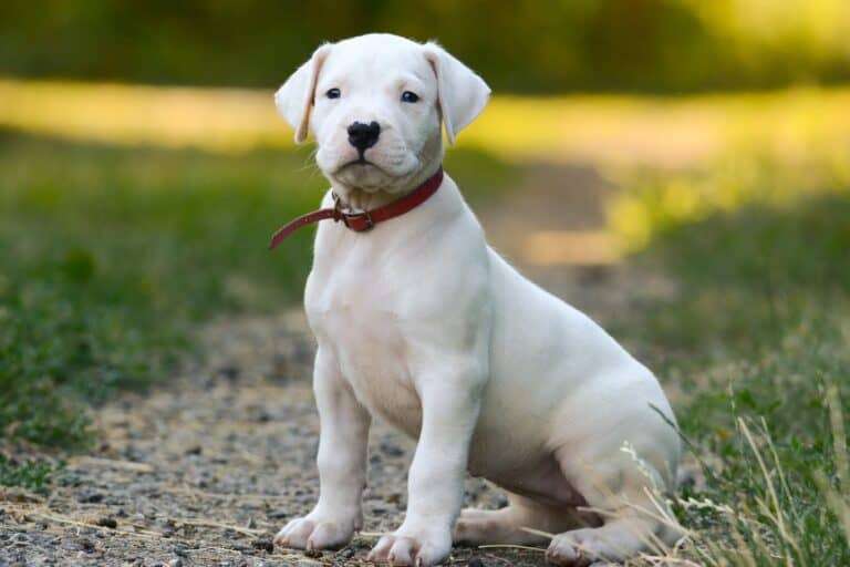 Dogo Argentino