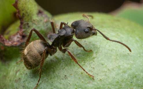 Dolichoderus