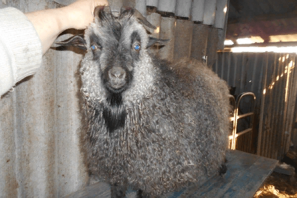 Don Goat