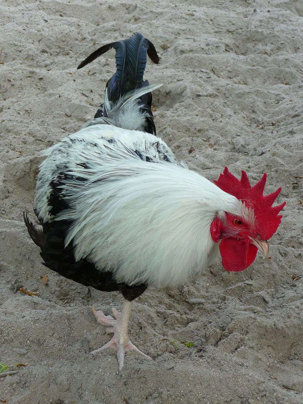 Dorking Chicken