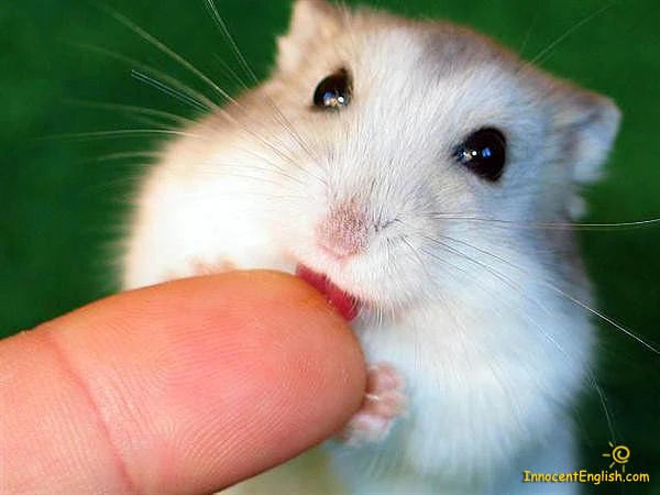 Dwarf Hamster