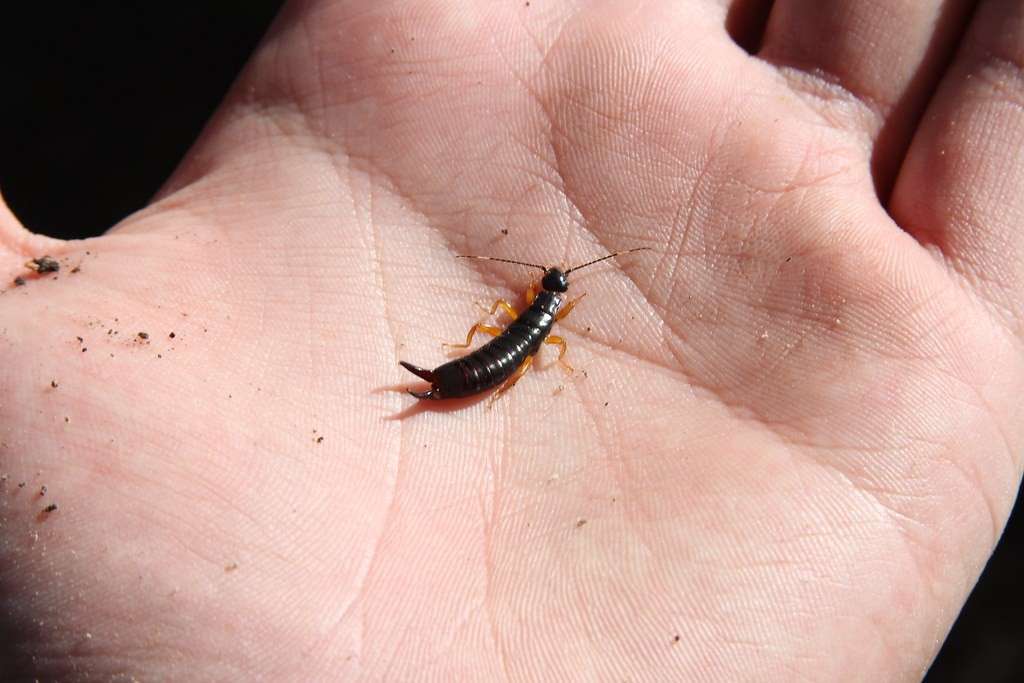 Earwig