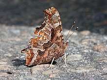 Eastern Comma Butterfly