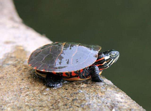 Eastern Painted Turtle