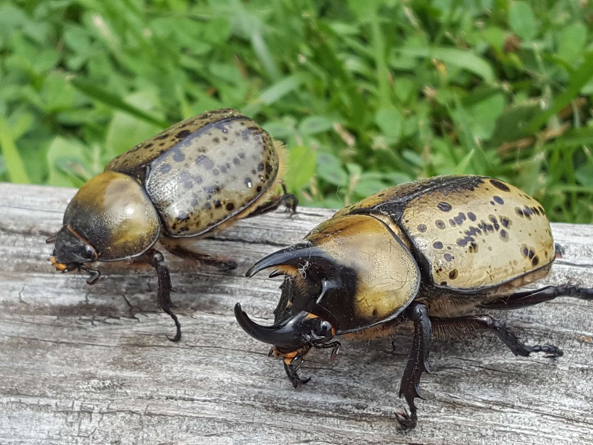 Eastern Hercules Beetle