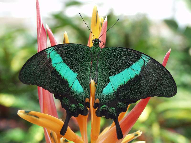 Emerald Swallowtail Butterfly