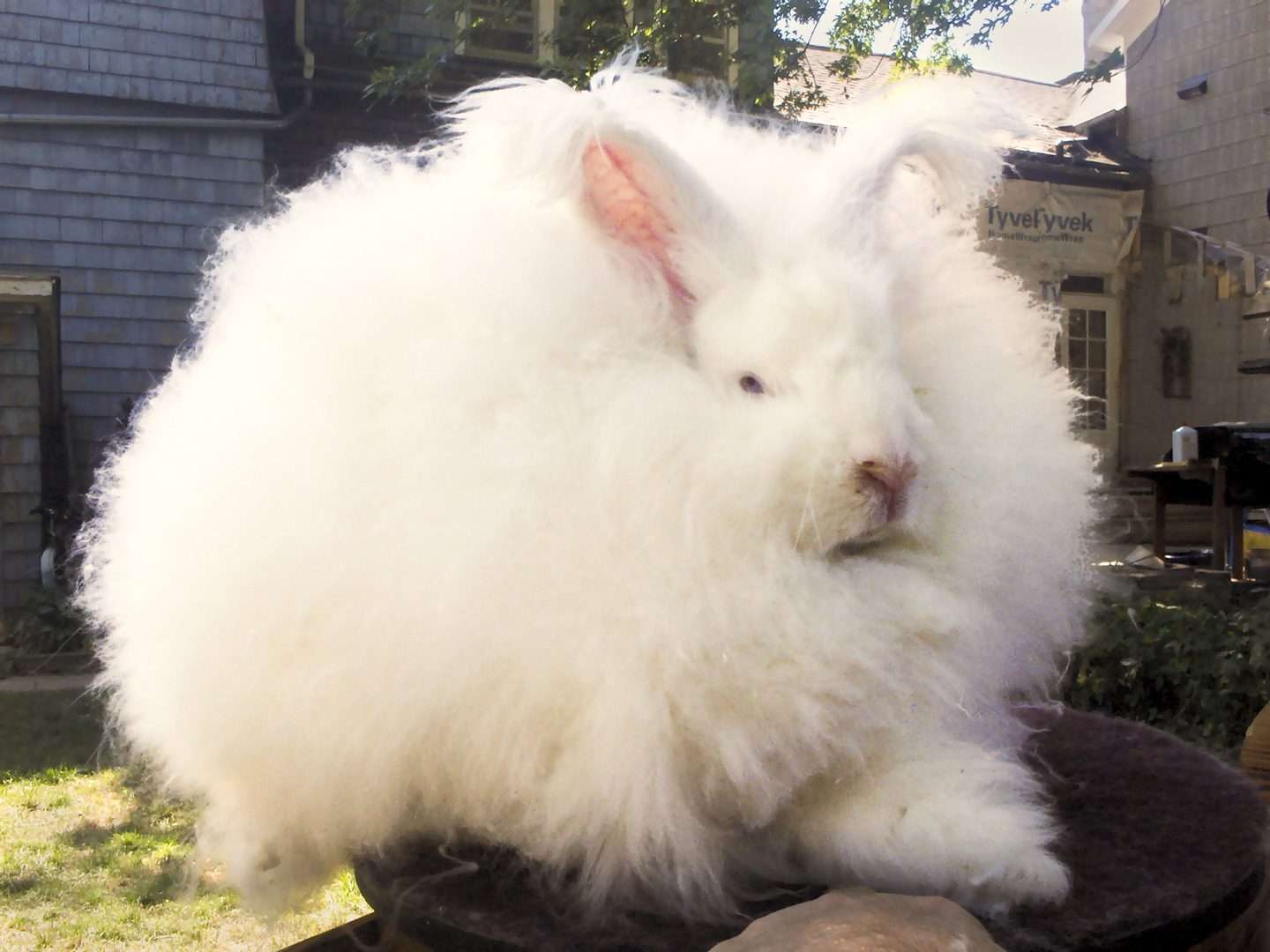 English Angora Rabbit