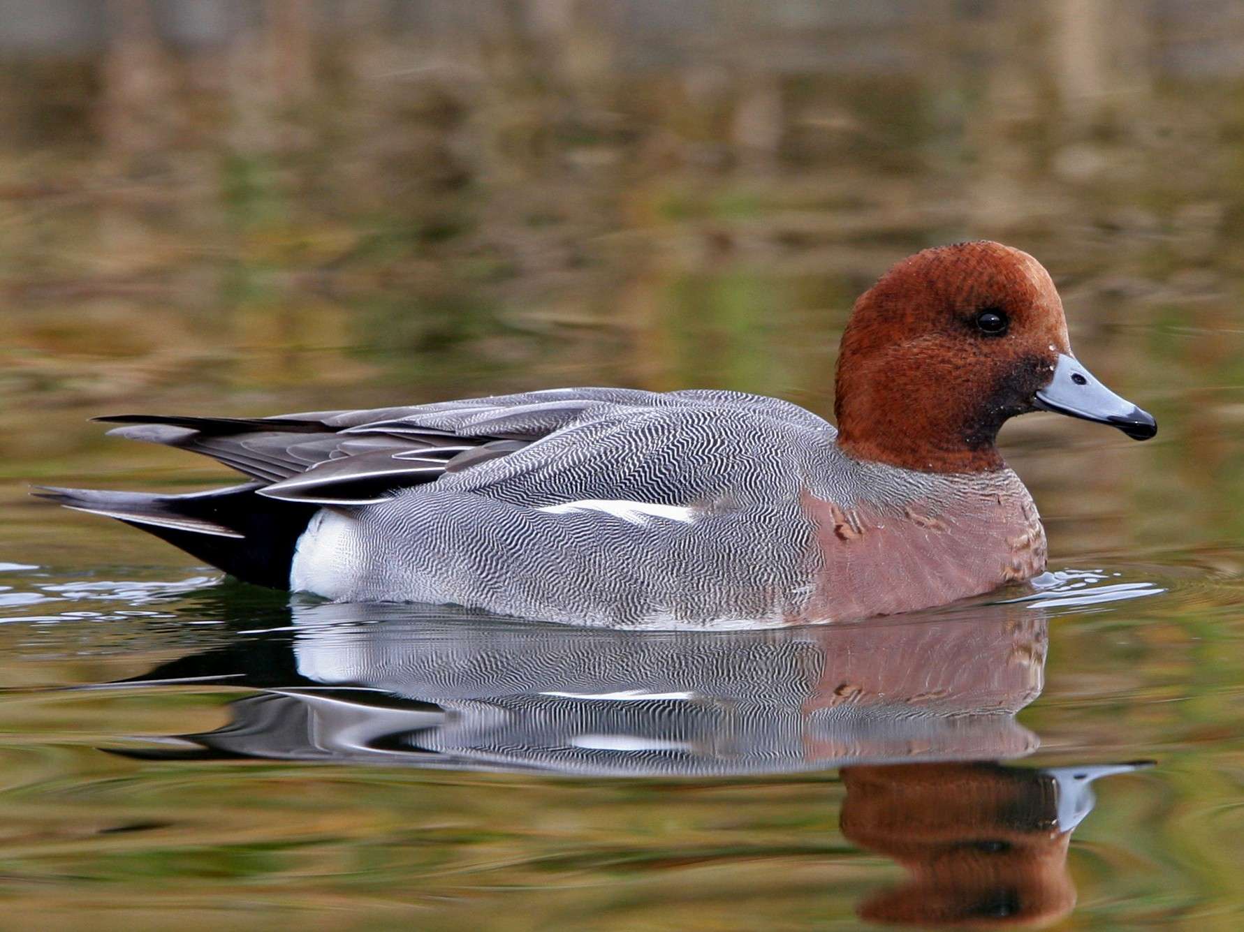 Eurasian Wigeon Duck