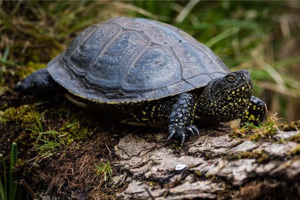 European Pond Turtle