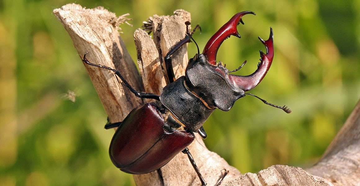 European Stag Beetle