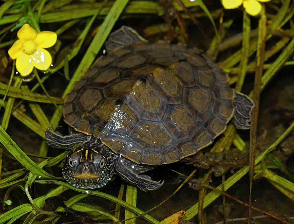 False Map Turtle