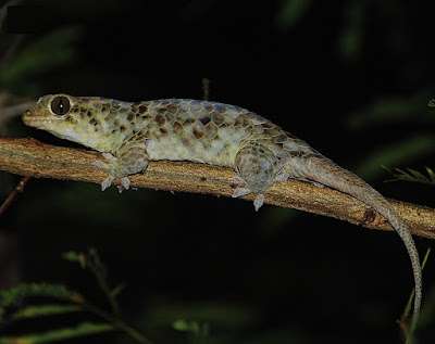 Fish Scale Gecko