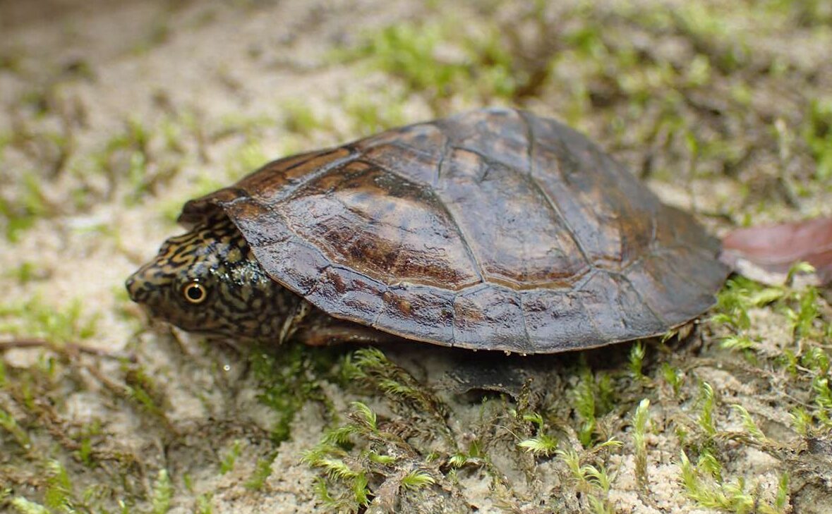 Flattened Musk Turtle
