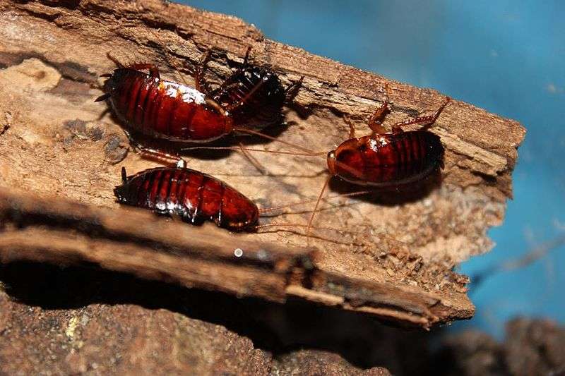 Florida Wood Cockroach