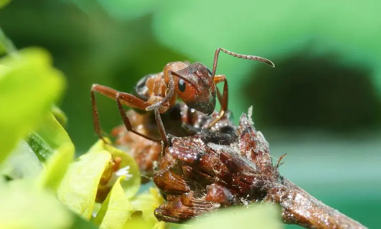 Formica rufa