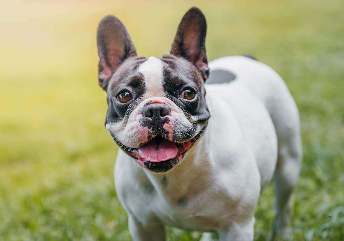 French Bulldog