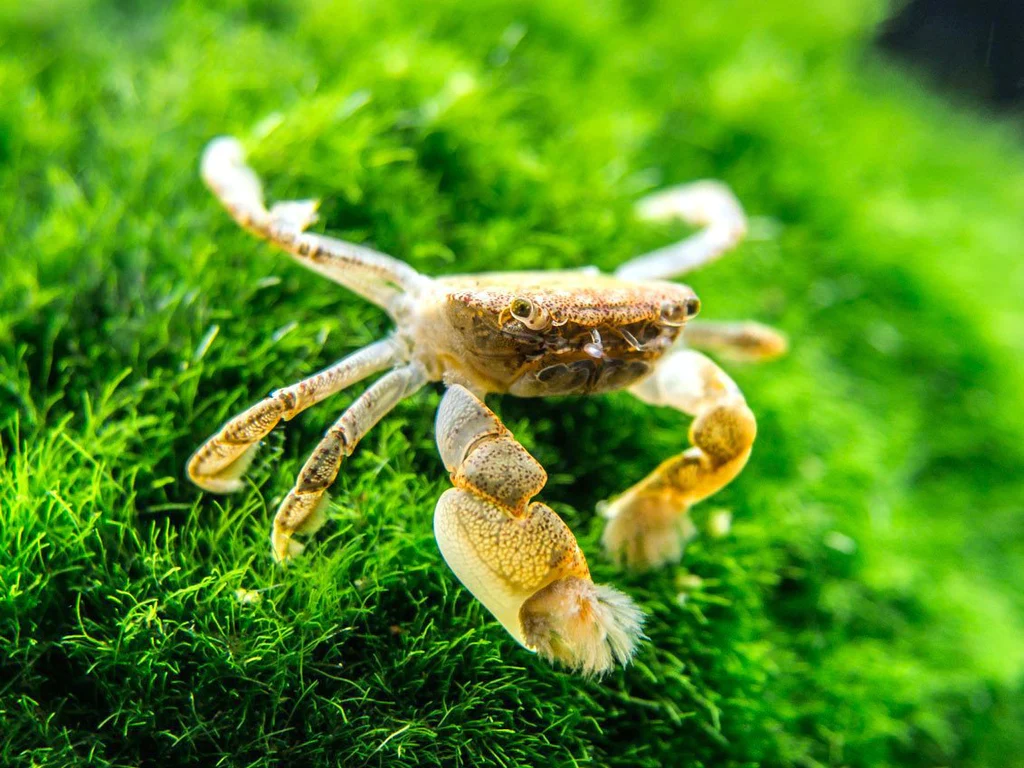 Freshwater Pom Pom Crab
