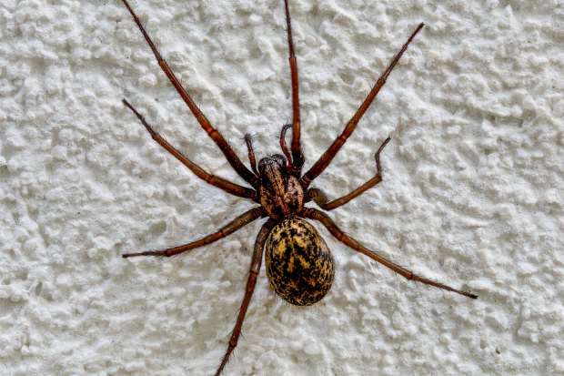 Giant House Spider