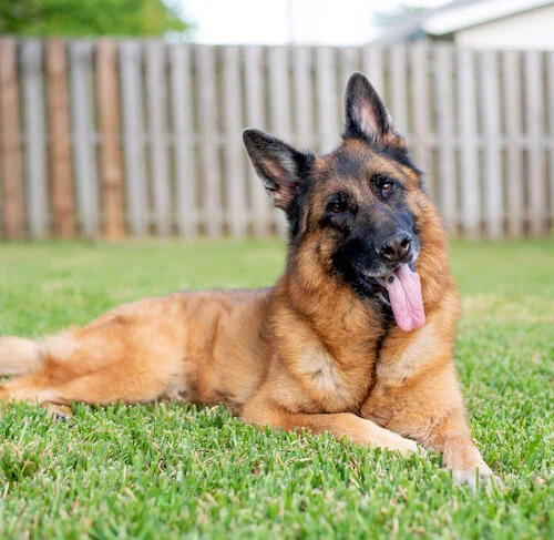 German Shepherd Dog