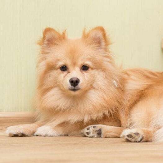 German Spitz