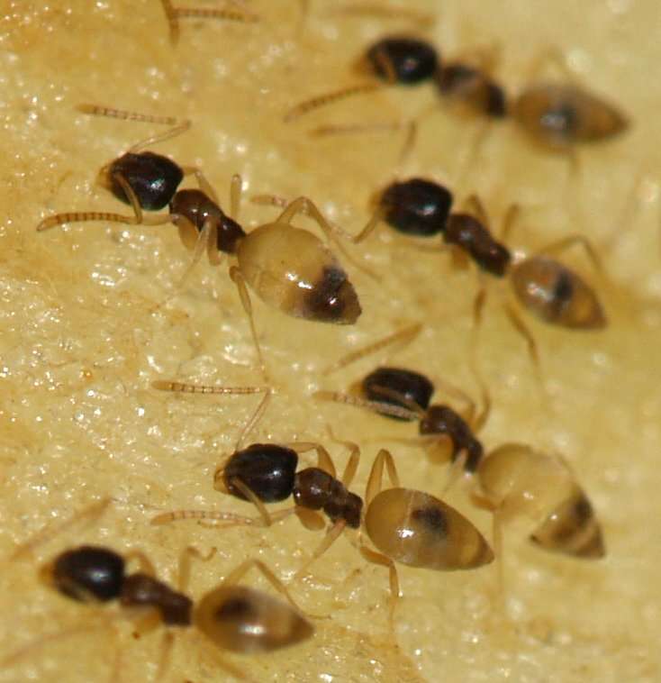 Ants