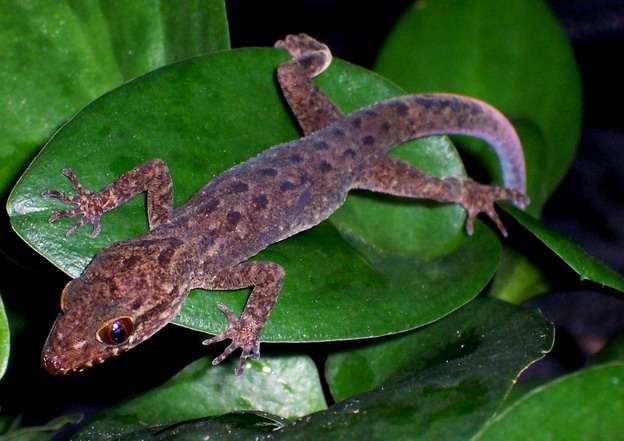 Giant Bent-Toed Gecko
