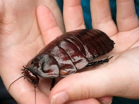 Giant Burrowing Cockroach