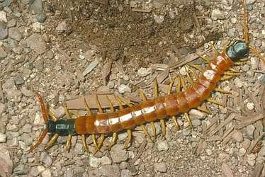 Giant Desert Centipede