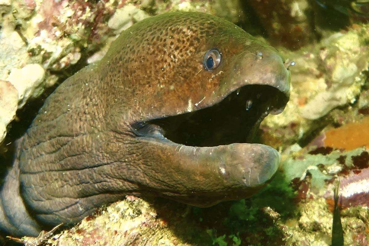 Eels