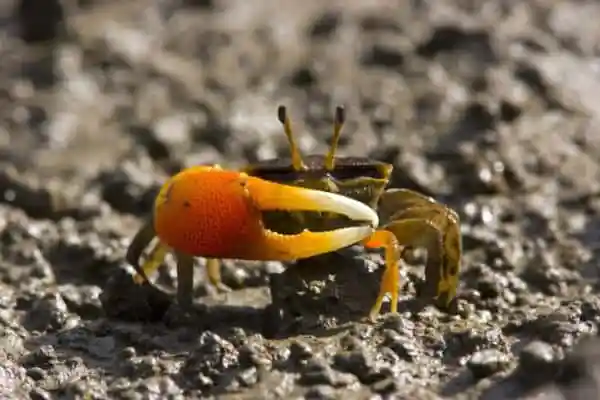 Gold Claw Crab